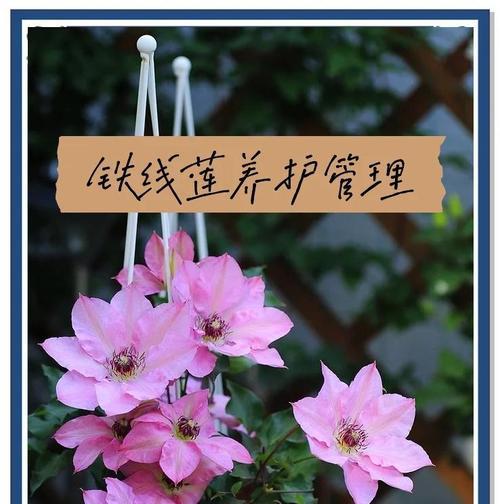 铁线莲根部保养和浇水的正确方法是什么？