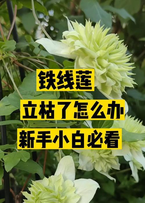 铁线莲根部保养和浇水的正确方法是什么？