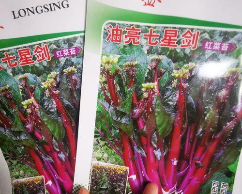 红菜苔种子播种后多久可以移栽？