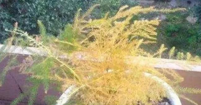 毛绒小球叶子发黄是什么原因？如何解决？