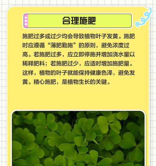 毛绒小球叶子发黄是什么原因？如何解决？
