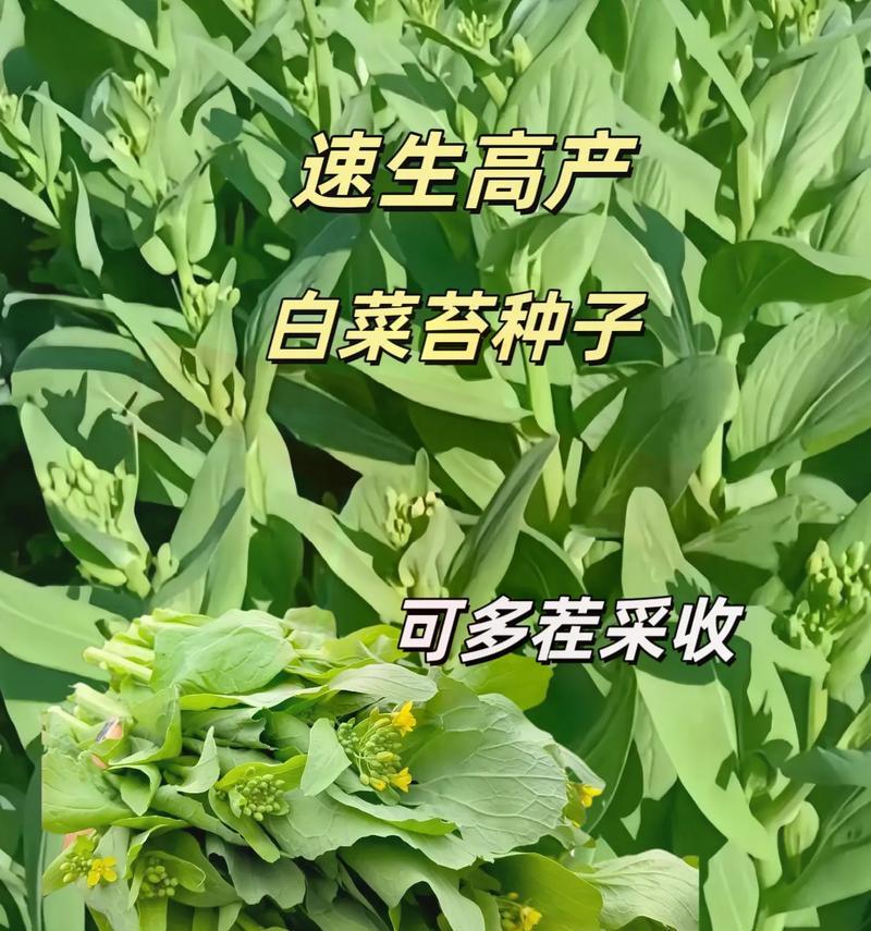哪些菜种子适合播种？