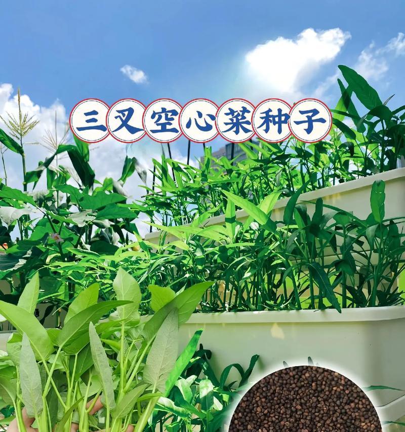哪些菜种子适合播种？
