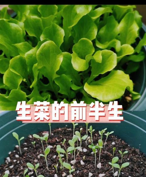 哪些菜种子适合播种？
