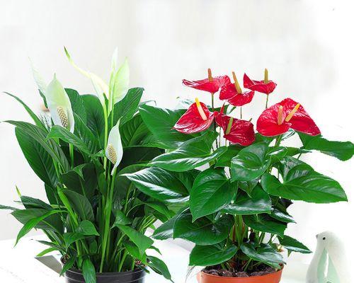 北方室内盆栽观赏植物有哪些？有哪些推荐？