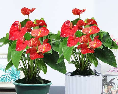 北方室内盆栽观赏植物有哪些？有哪些推荐？