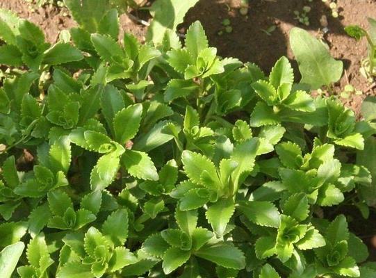 养心菜的种植和浇水方法是什么？如何保持其健康生长？
