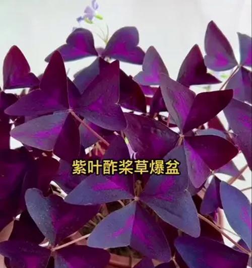 紫叶草观赏植物有哪些种类？如何选择？