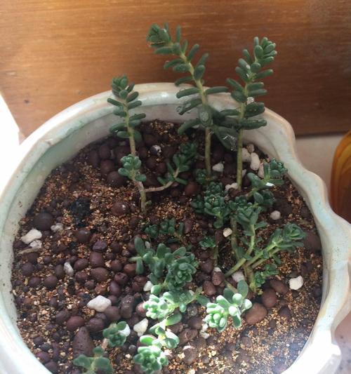 夏季如何正确为万年草浇水？