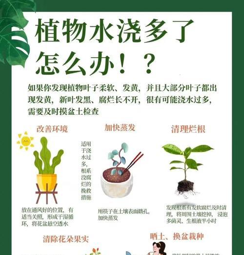 夏季如何正确为万年草浇水？