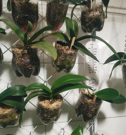 夏季如何正确为万年草浇水？
