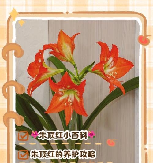 朱顶红球的名称是什么？朱顶红球的别称有哪些？