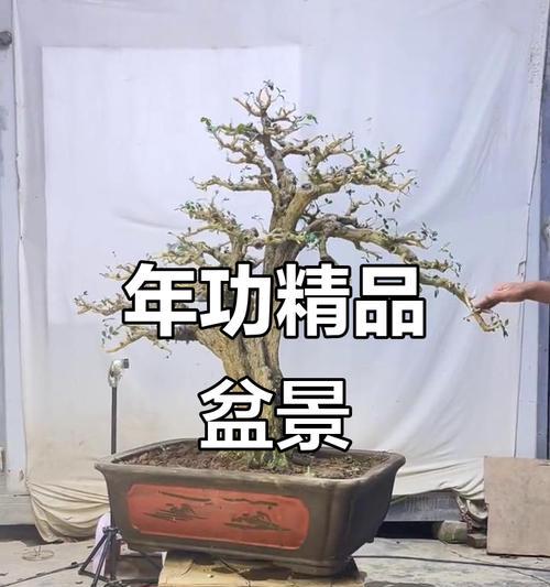 盆景米叶檀香的养护技巧是什么？