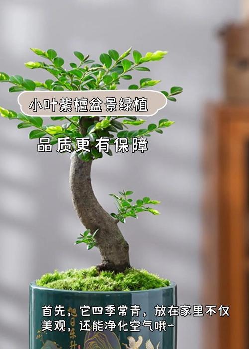 盆景米叶檀香的养护技巧是什么？
