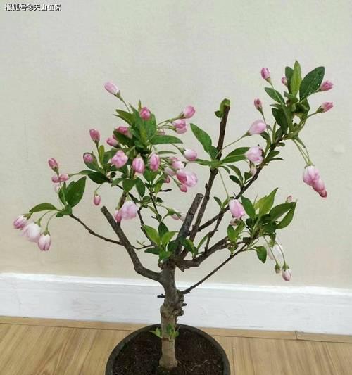 木本植物生长控制方法有哪些？如何保持理想的形态？
