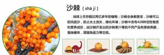 木本植物生长控制方法有哪些？如何保持理想的形态？
