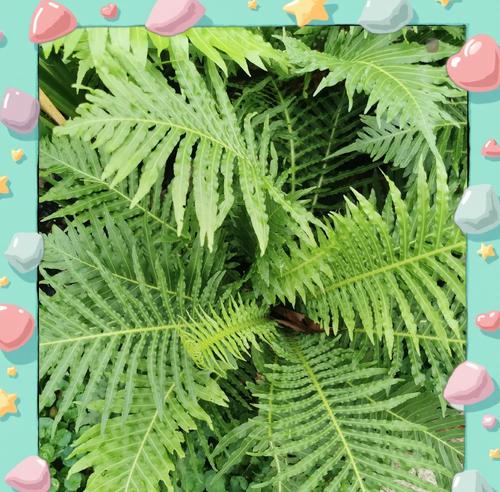 木本植物生长控制方法有哪些？如何保持理想的形态？