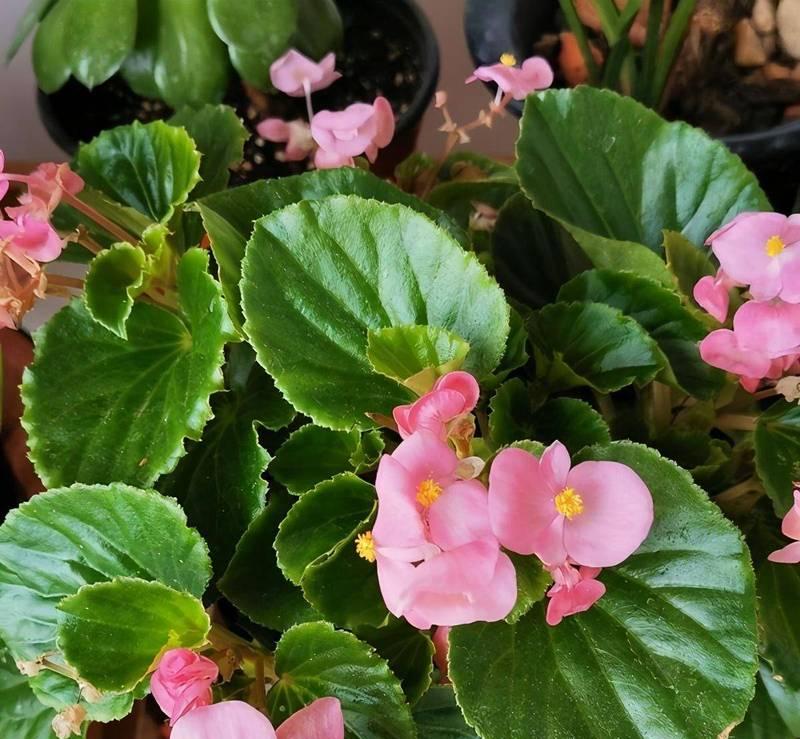 阳台养什么花能一年四季都开花？有哪些推荐？