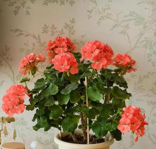 阳台养什么花能一年四季都开花？有哪些推荐？