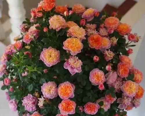 阳台养什么花能一年四季都开花？有哪些推荐？