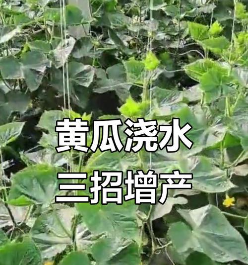 栽黄瓜浇水的正确方法是什么？如何确保黄瓜健康生长？