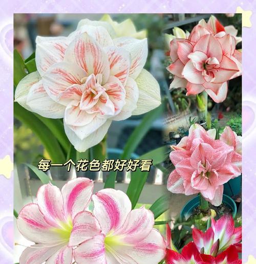为什么朱顶红不分球？可能的原因和解决方法是什么？