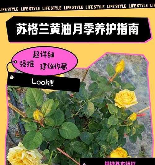 丝绒红月季小花的养殖方法是什么？