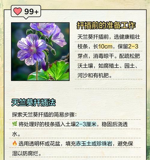 天竺葵扦插后浇水的正确方式是什么？