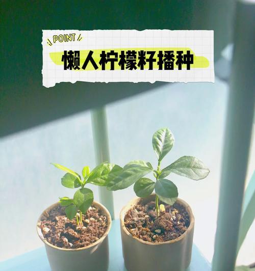 大燕飞草的最佳播种时间是什么时候？播种方法有哪些？