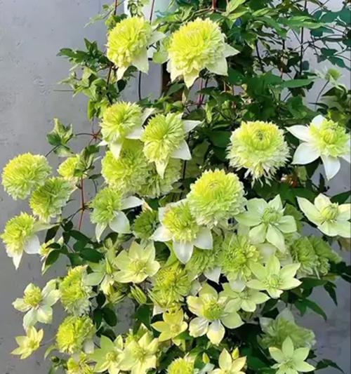 铁线莲重瓣老苗的养护方法是什么？如何正确养护老苗？