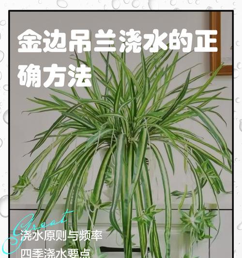 大规模植物浇水的正确方法是什么？