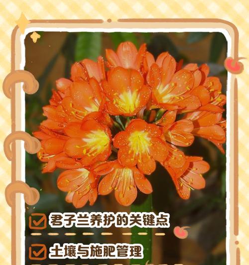 君子兰水培的养护技巧有哪些？