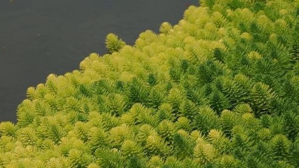 武汉适合种植哪些沉水型水生植物？
