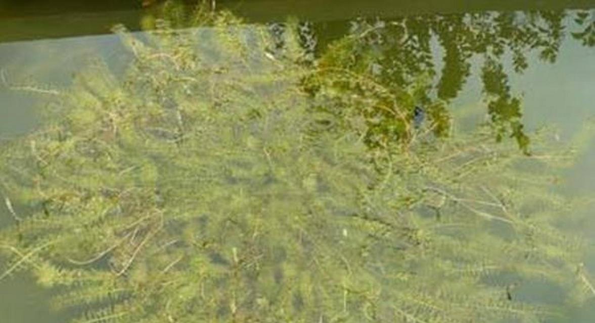武汉适合种植哪些沉水型水生植物？