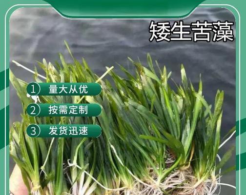 武汉适合种植哪些沉水型水生植物？