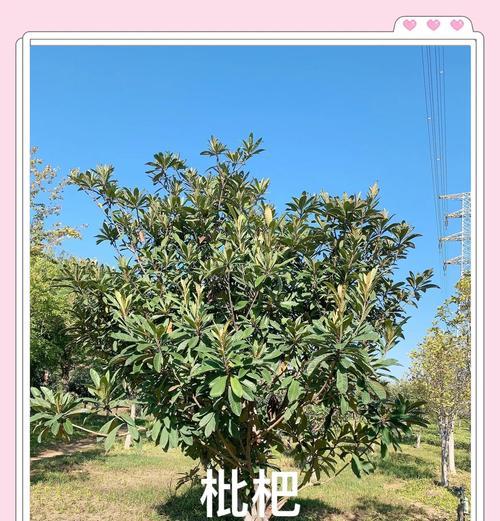 枇杷播种的最佳季节是什么时候？