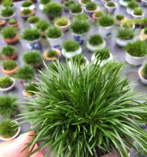 群山菖蒲盆景的养殖方法是什么？
