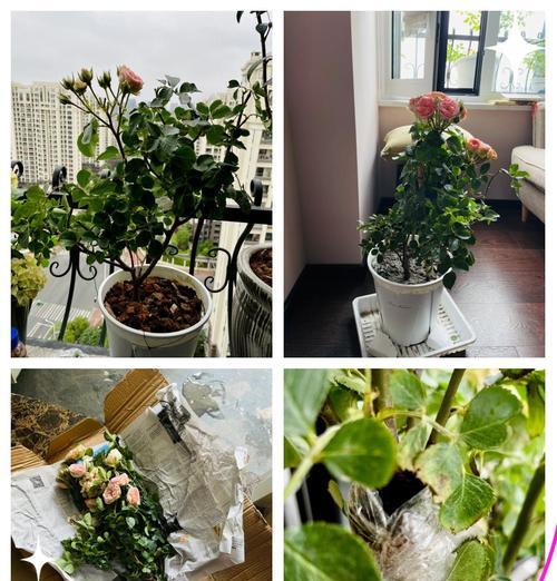 月季土球苗的正确浇水方式是什么？