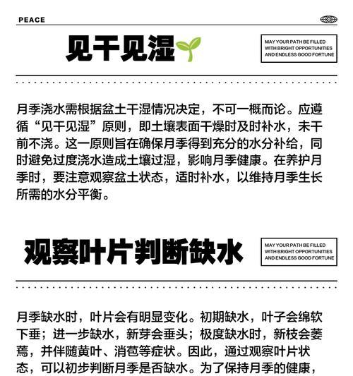 月季土球苗的正确浇水方式是什么？