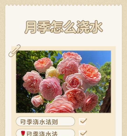 月季土球苗的正确浇水方式是什么？