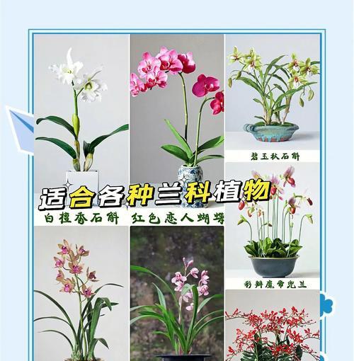 君子兰的植料选择和养护方法是什么？