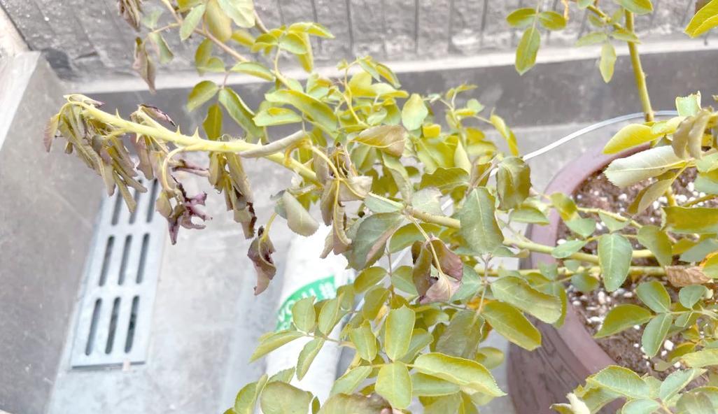 月季假植后闷根怎么办？解决闷根的有效方法是什么？