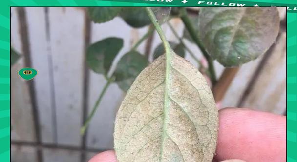 月季假植后闷根怎么办？解决闷根的有效方法是什么？