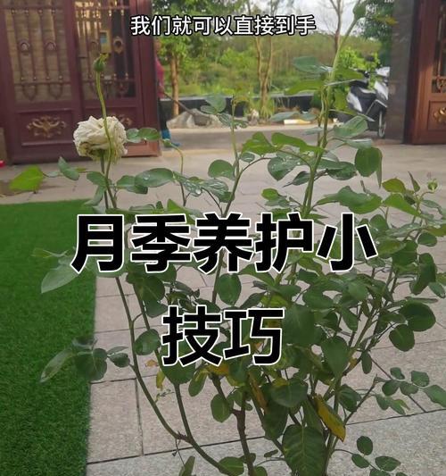 月季假植后闷根怎么办？解决闷根的有效方法是什么？