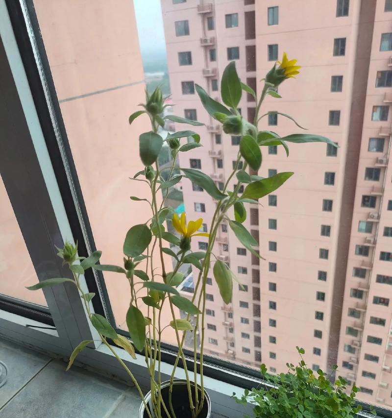 80后记忆中的阳台花卉有哪些？