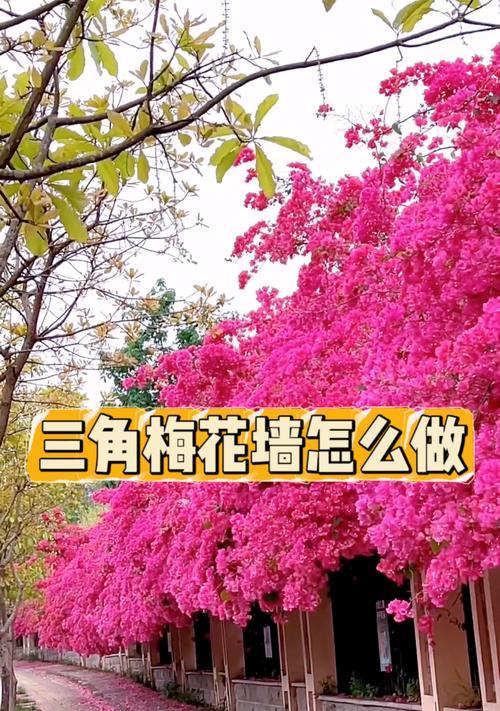 淡粉色三角梅苗养护需要注意什么？如何保持颜色？