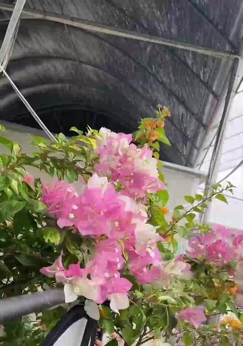淡粉色三角梅苗养护需要注意什么？如何保持颜色？