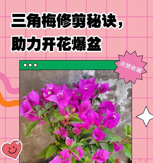 淡粉色三角梅苗养护需要注意什么？如何保持颜色？