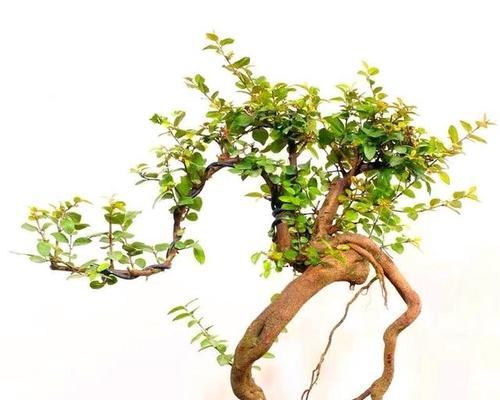 盆景植物耐荫吗怎么养护？耐荫植物的养护技巧有哪些？