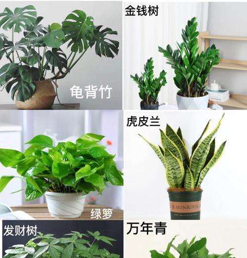 盆景植物耐荫吗怎么养护？耐荫植物的养护技巧有哪些？